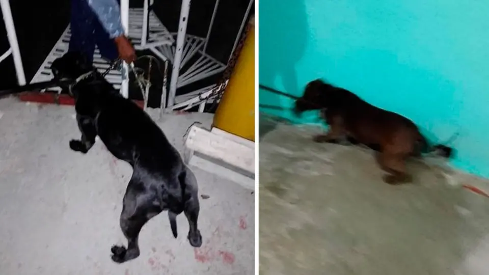 Perros pitbull mataron a su dueña tras severas heridas