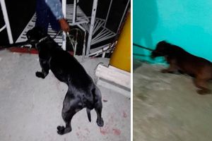 Perros pitbull mataron a su dueña tras severas heridas