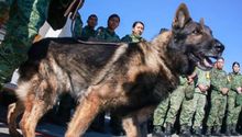 Terremoto en Turquía: México envió perritos rescatistas para ayudar ¡Conócelos!