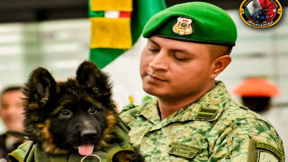 Turquía dona a México cachorro rescatista tras fallecimiento de Proteo en labores de búsqueda