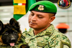 Turquía dona a México cachorro rescatista tras fallecimiento de Proteo en labores de búsqueda