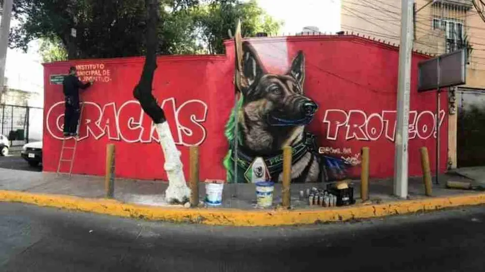 Proteo: Peluches y hasta un corrido norteño son algunos de los homenajes al perrito rescatista