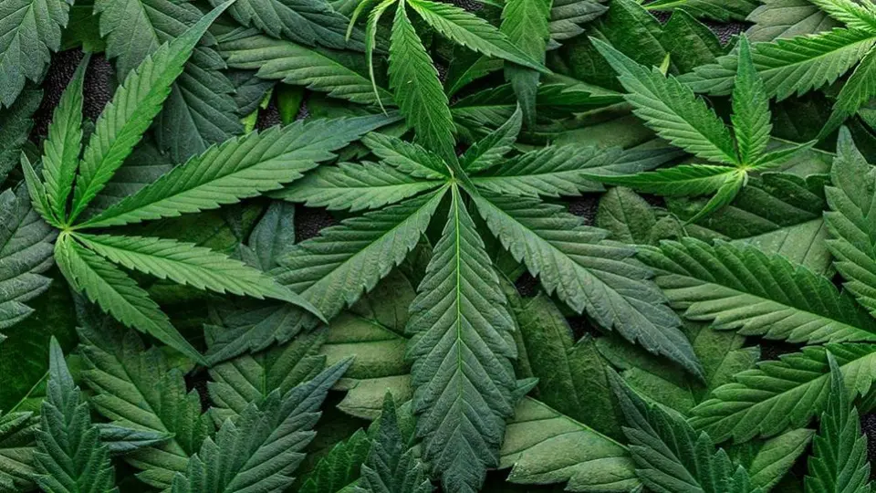 El 4/20: ¿Cuál es su origen y por qué se celebra el 20 de abril?