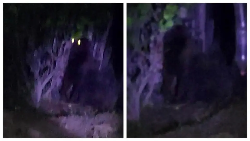 ¡Pánico en Hidalgo! Gorila suelto genera caos y preocupación en la población