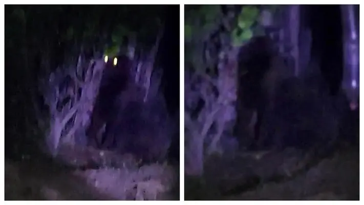 ¡Pánico en Hidalgo! Gorila suelto genera caos y preocupación en la población
