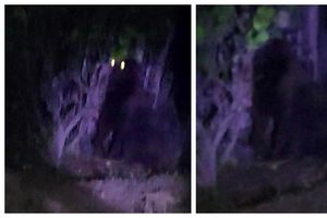 ¡Pánico en Hidalgo! Gorila suelto genera caos y preocupación en la población