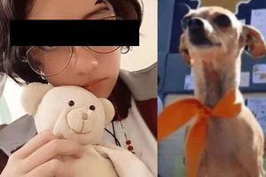 Vanessa “N” la joven que torturó y asesinó perros no irá a la cárcel