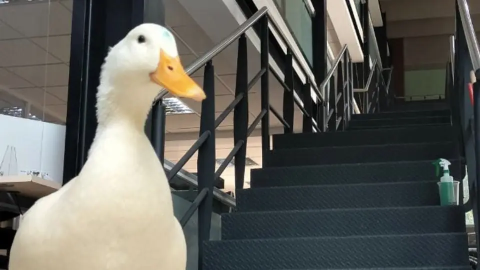 CDMX: Pato escapó del lago de Chapultepec, fue rescatado en la entrada del metro