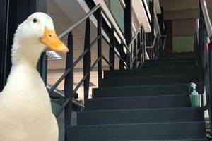 CDMX: Pato escapó del lago de Chapultepec, fue rescatado en la entrada del metro