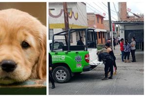 Veterinaria es acusada de operar como "carnicería clandestina" en San Luis Potosí