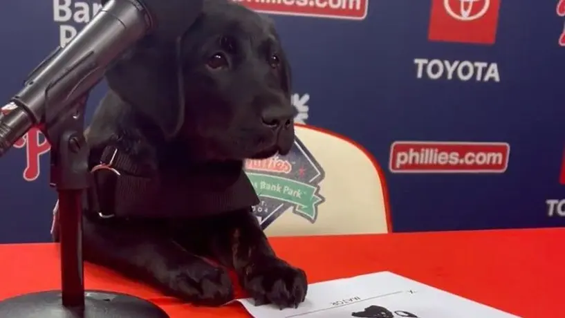 ¡Refuerzo de lujo! Phillies presentan a Major, un cachorro de labrador de 10 meses