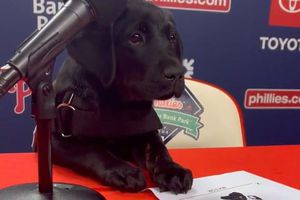 ¡Refuerzo de lujo! Phillies presentan a Major, un cachorro de labrador de 10 meses