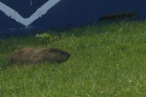 Gran Premio de Canadá: Marmotas invaden la pista del circuito Gilles Villeneuve