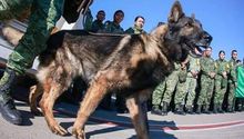 Proteo: Murió perro rescatista del Ejército Mexicano que viajó a Turquía