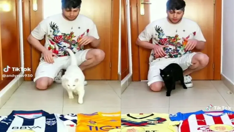 ¡A lo pulpo Paul! Gato de youtuber predice la Final de la Liga MX