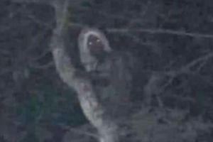 AMLO comparte foto de supuesto aluxe en obras del Tren Maya y presume 'protección'