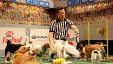 Puppy Bowl 2023: Evento para concientizar la adopción de animales