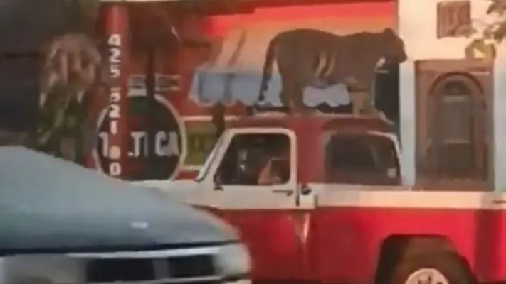 Tigre fue captado paseando sobre una camioneta en Michoacán