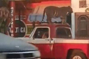 Tigre fue captado paseando sobre una camioneta en Michoacán
