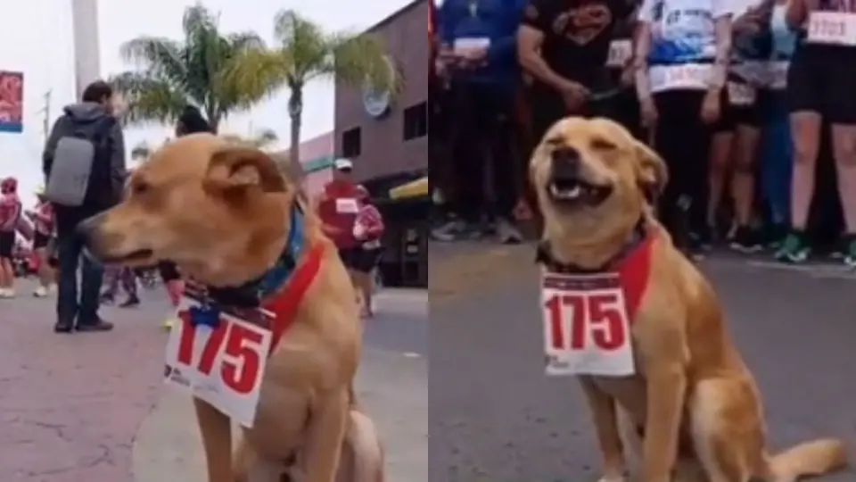 El 'Chicles', el perro maratonista de Tijuana que causa revuelo en redes sociales