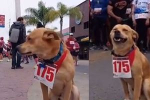 El 'Chicles', el perro maratonista de Tijuana que causa revuelo en redes sociales