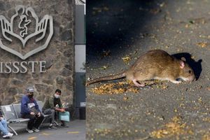 Captan en video a una rata en quirófano del ISSSTE en Baja California Sur
