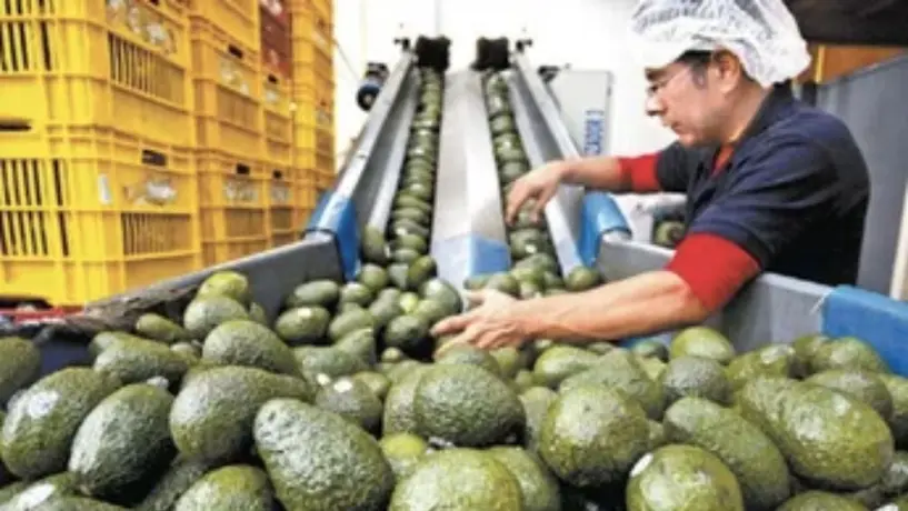 Super Bowl LVII ¿Cuántas toneladas de aguacate exportará México para el Súper Tazón?