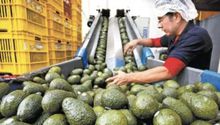 Super Bowl LVII ¿Cuántas toneladas de aguacate exportará México para el Súper Tazón?