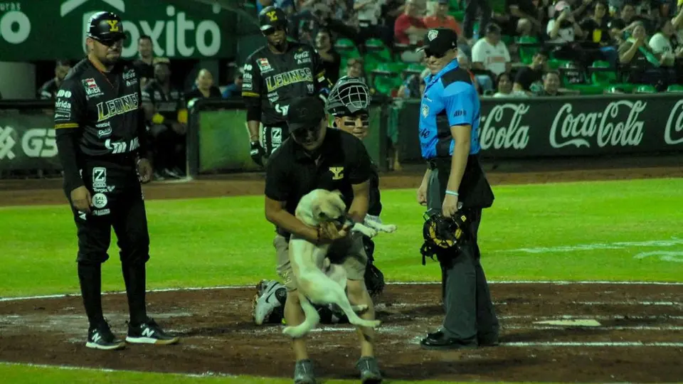 LMB: En el Yucatán vs Oaxaca... ¡Un lomito fue el protagonista!
