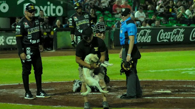 LMB: En el Yucatán vs Oaxaca... ¡Un lomito fue el protagonista!