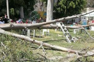 Semana Santa 2023: Un árbol caído deja 11 heridos y un muerto en un balneario
