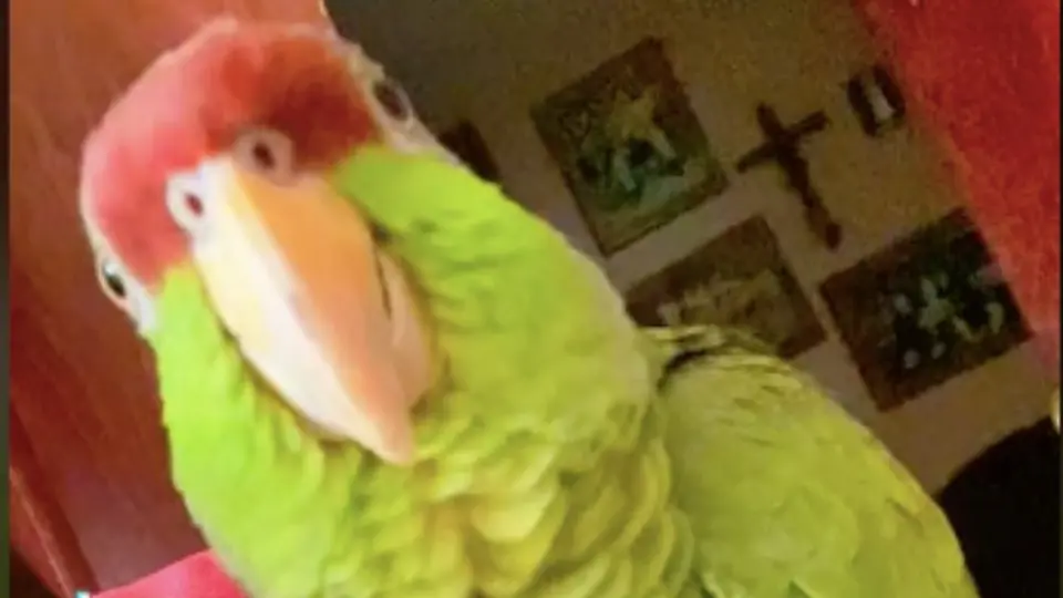 Chivas: Perico entona la porra del Rebaño y se vuelve viral