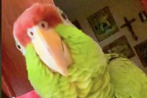 Chivas: Perico entona la porra del Rebaño y se vuelve viral