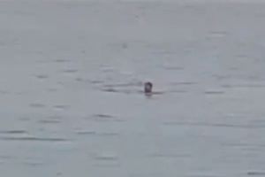 Egipto: Hombre pierde la vida al luchar con tiburón | VIDEO