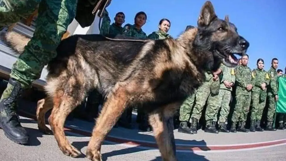 Proteo: Confirman las razones de la muerte del can rescatista en Turquía