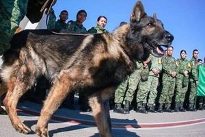 Proteo: Confirman las razones de la muerte del can rescatista en Turquía