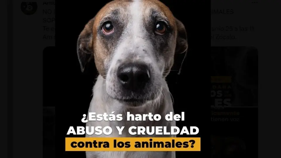 Marcha contra el maltrato animal en CDMX: ¿Cuándo es y cuál será su ruta?