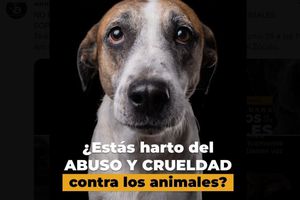 Marcha contra el maltrato animal en CDMX: ¿Cuándo es y cuál será su ruta?