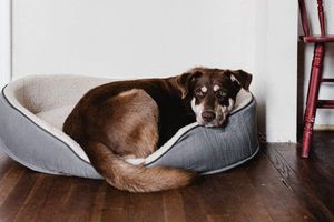 ¿Cuánto te ahorras al asegurar a tu mascota?