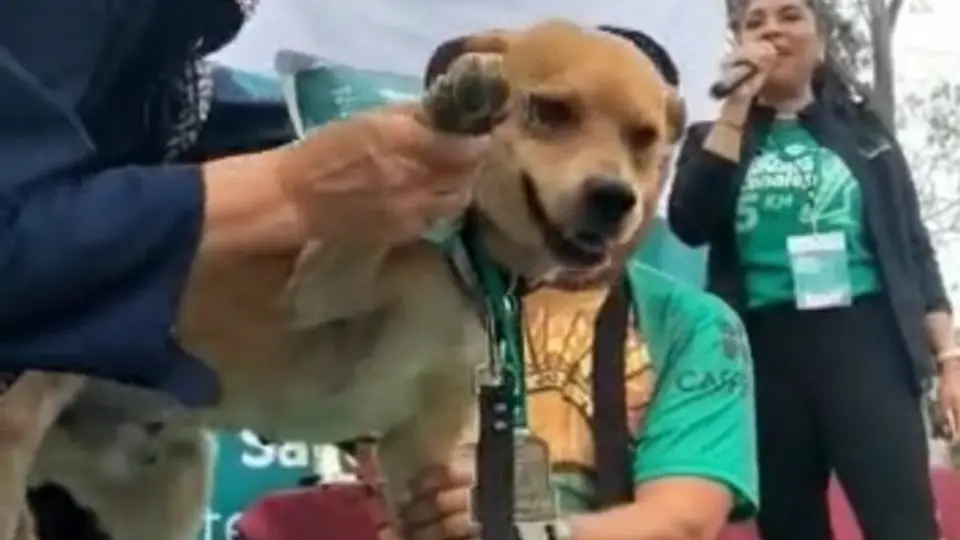 ¡Super Can! Perrito corredor gana maratón de 5 kilómetros y se hace viral en redes sociales