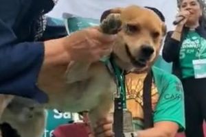 ¡Super Can! Perrito corredor gana maratón de 5 kilómetros y se hace viral en redes sociales