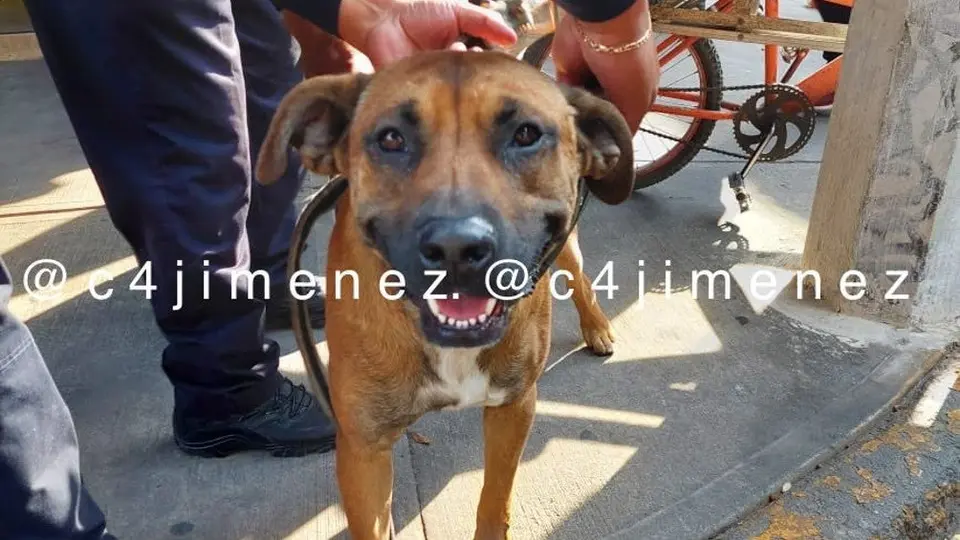 Perro y su dueño son detenidos por un homicidio en la Alcaldía Gustavo A. Madero en CDMX