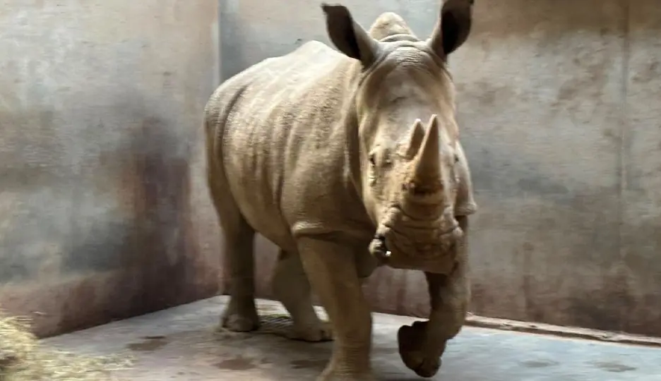 Los rinocerontes pasarán por cuarentena antes de recibir visitantes / @ZooGuadalajara