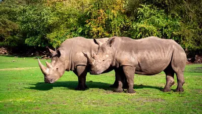 ¿Cuándo llegan los rinocerontes blancos al Zoológico Guadalajara? Esta es la fecha