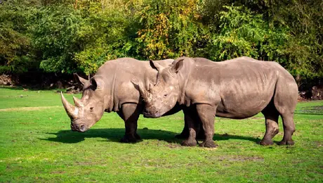 ¿Cuándo llegan los rinocerontes blancos al Zoológico Guadalajara? Esta es la fecha