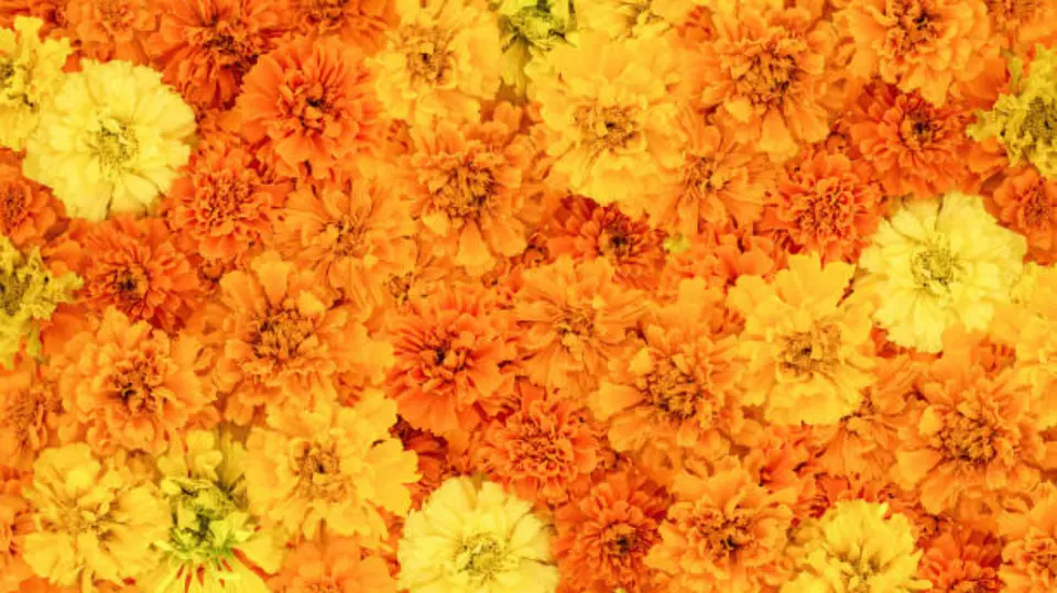 Las flores de cempasúchil llenan de color los mercados mexicanos durante la temporada de Día de Muertos. / iStock