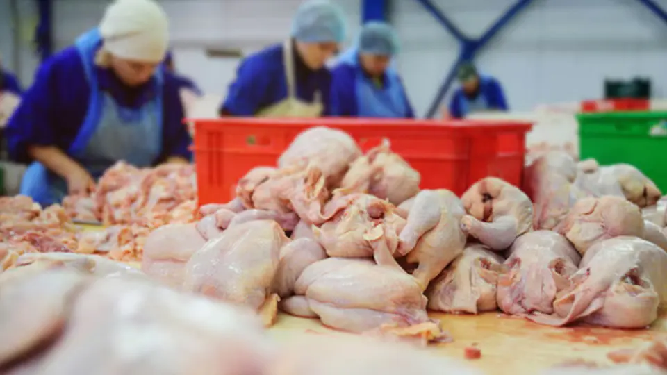 ¿Habrá desabasto y aumento en el precio del pollo en México? Esto dice la Secretaría de Agricultura