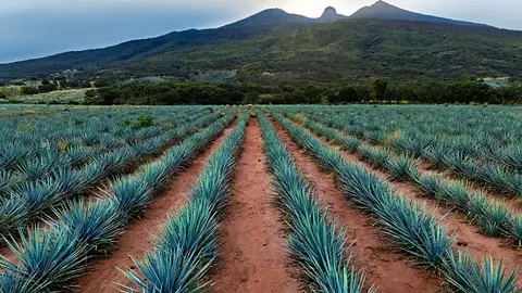 El tequila es considerado un símbolo de identidad nacional y orgullo cultural./ Pixabay