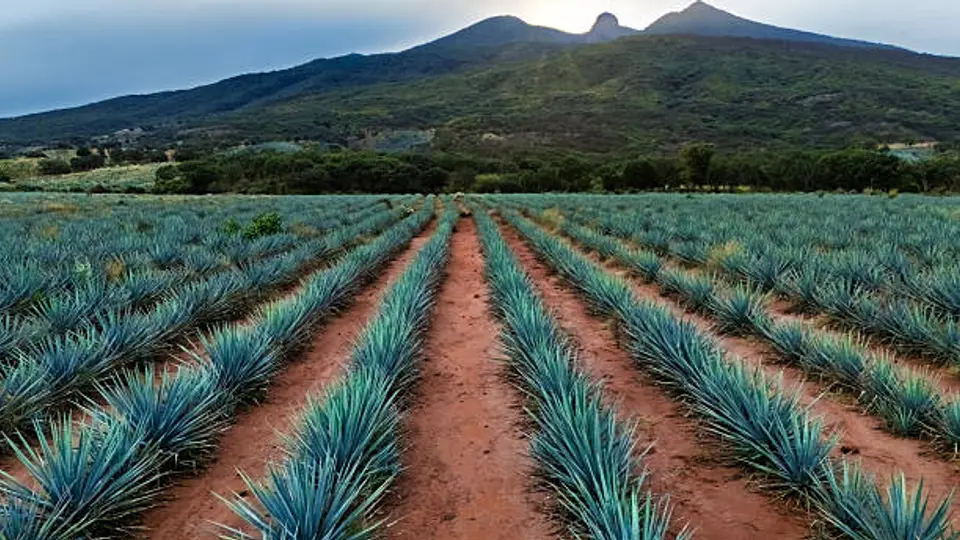 El tequila es considerado un símbolo de identidad nacional y orgullo cultural./ Pixabay