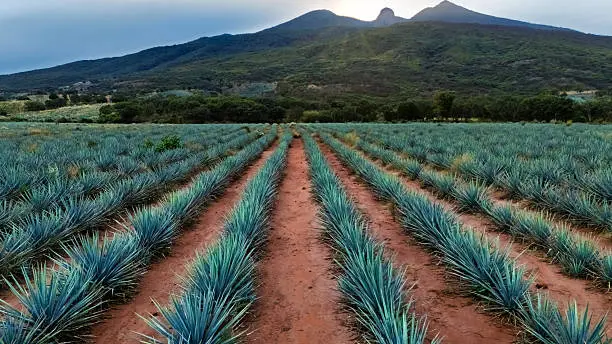El tequila es considerado un símbolo de identidad nacional y orgullo cultural./ Pixabay